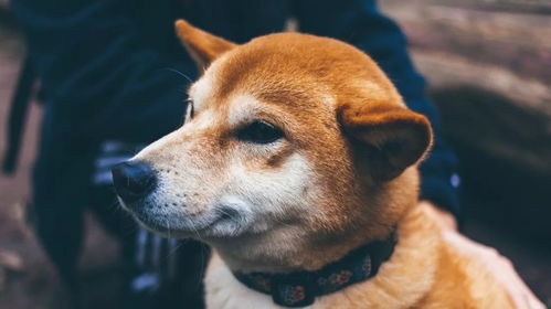 A playful representation of Dogecoin in the crypto landscape